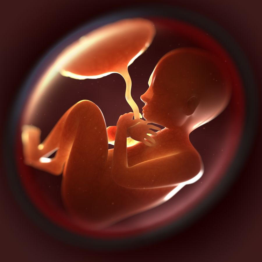 To the Memory of My Unborn Child - A letter from Herbert P. LePore, Ph.D. that was used for 911 Babies.